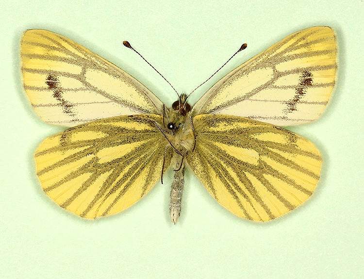 Pieris napi male (aberrant form fulgoris, verso) (Internet Image property of respective owner, non-commercial use only)